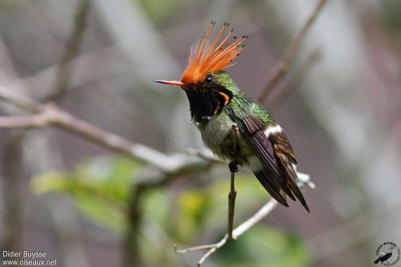 Rufous-crested Coquette male adult, identification