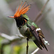 Rufous-crested Coquette