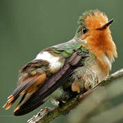 Rufous-crested Coquette