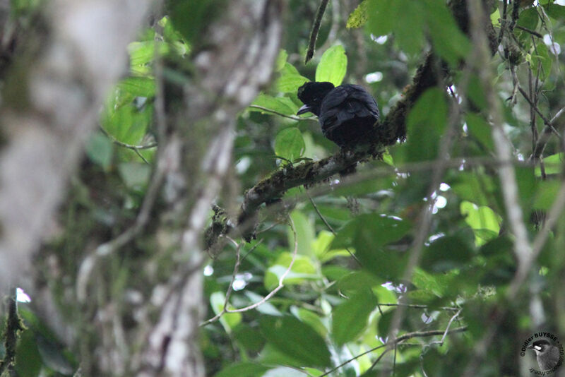Long-wattled Umbrellabird female adult, identification