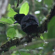 Long-wattled Umbrellabird