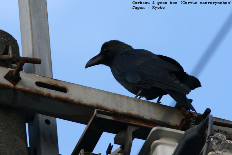 Large-billed Crow