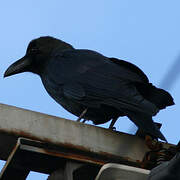 Large-billed Crow