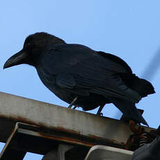 Corbeau à gros bec