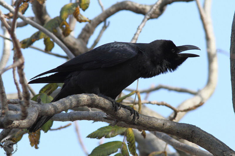 Corbeau à gros bec, identification, Comportement