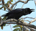 Corbeau à gros bec