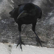 Large-billed Crow