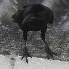 Corbeau à gros bec