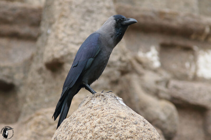 Corbeau familieradulte, identification