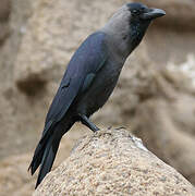 House Crow