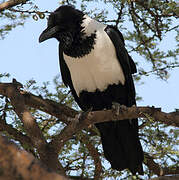 Pied Crow