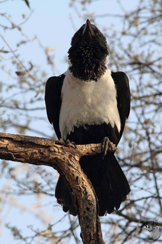 Pied Crowadult, identification