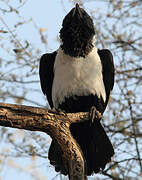 Pied Crow