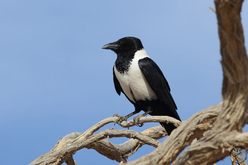 Pied Crowadult, identification