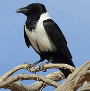 Pied Crow