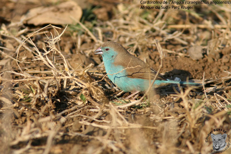 Blue Waxbill male