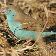 Blue Waxbill