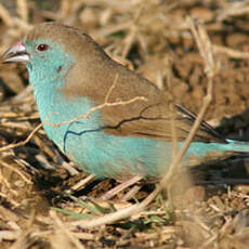 Cordonbleu de l'Angola