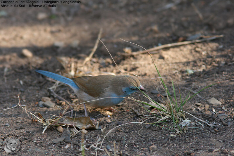 Cordonbleu de l'Angola femelle adulte, identification