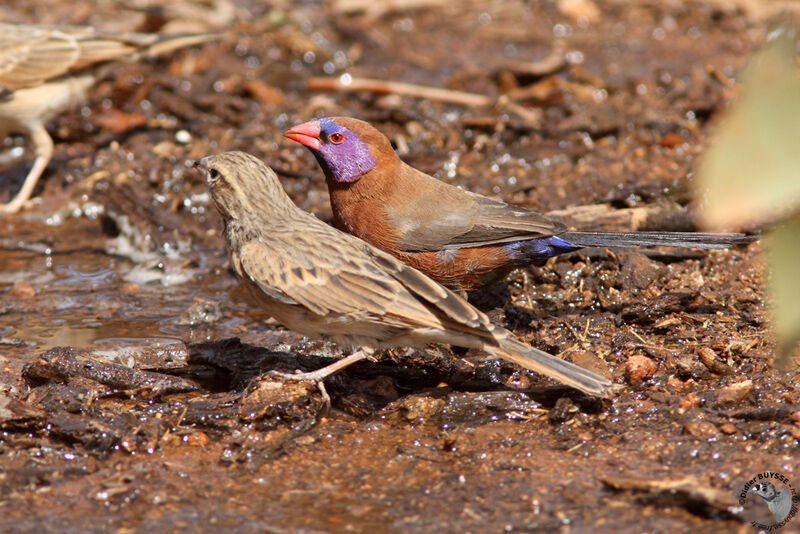 Violet-eared Waxbill male adult, identification