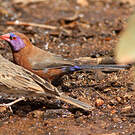 Cordonbleu grenadin