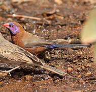 Violet-eared Waxbill