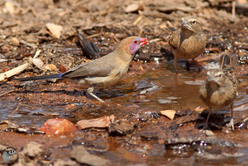 Violet-eared Waxbill female adult, identification