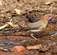 Violet-eared Waxbill