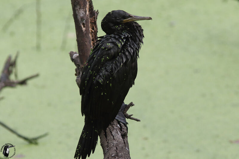 Indian Cormorant, identification