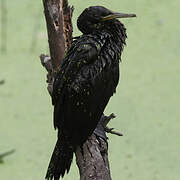 Cormoran à cou brun