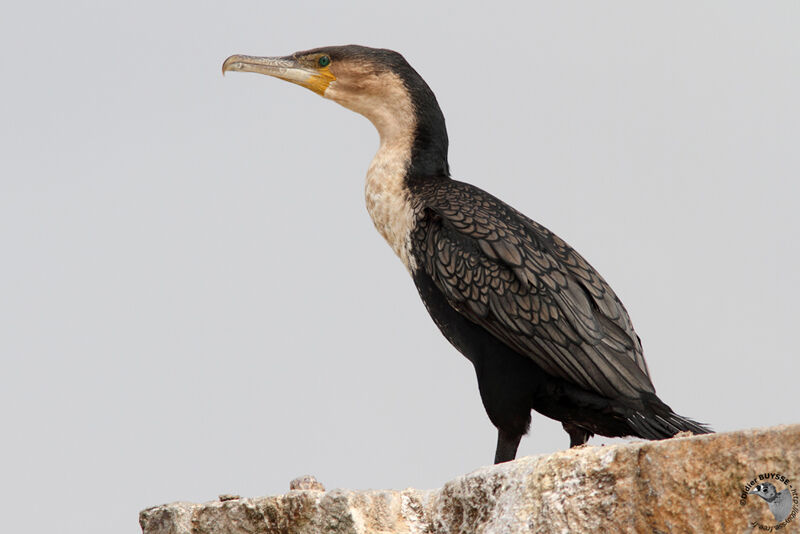 Cormoran à poitrine blancheadulte, identification