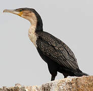 Cormoran à poitrine blanche