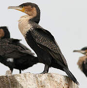 Cormoran à poitrine blanche