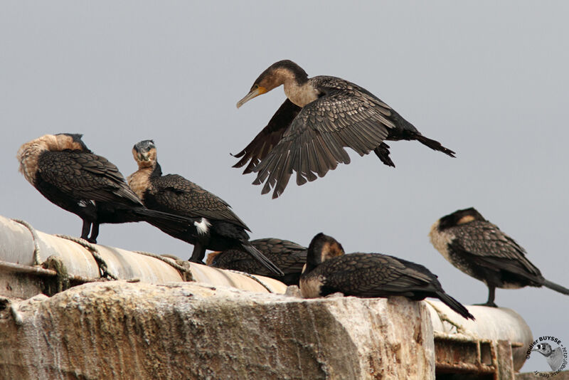 White-breasted Cormorantadult, Flight