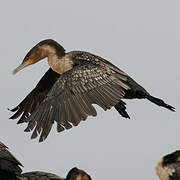 White-breasted Cormorant