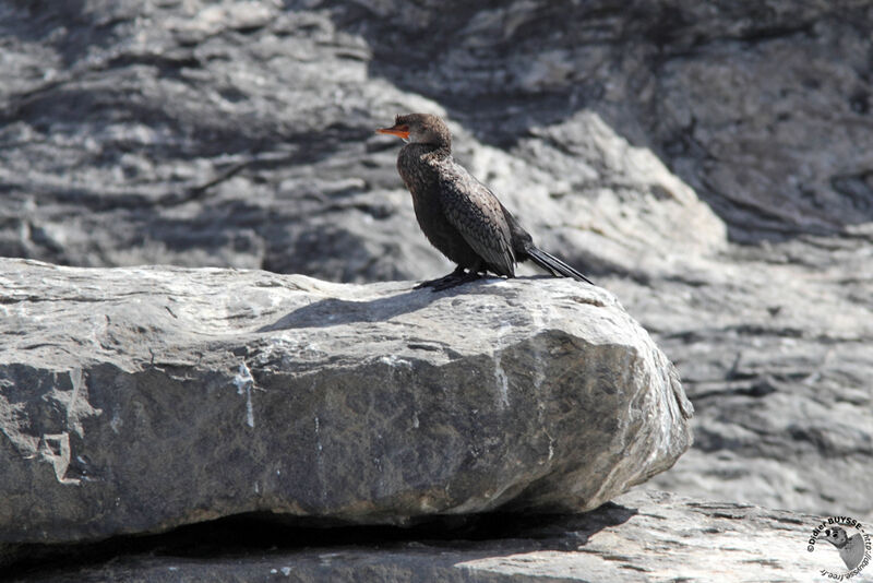 Cormoran couronnéadulte, identification