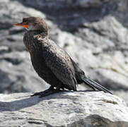 Crowned Cormorant