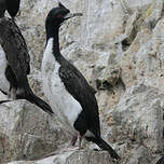 Cormoran de Bougainville