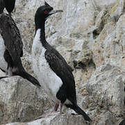 Guanay Cormorant