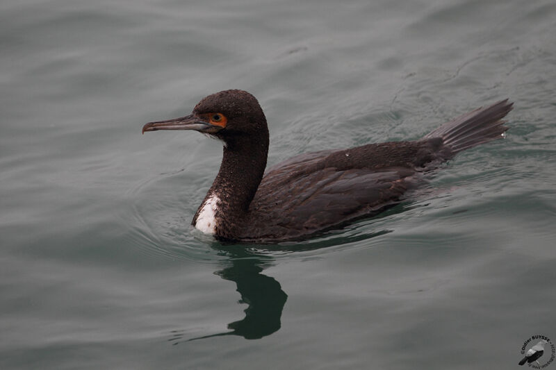 Guanay Cormorantimmature, identification