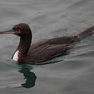 Cormoran de Bougainville