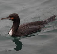 Guanay Cormorant