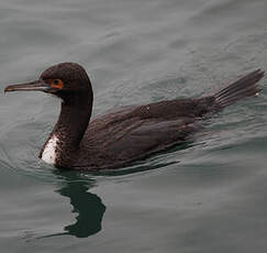 Cormoran de Bougainville