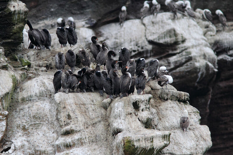 Guanay Cormorantadult, identification, Behaviour