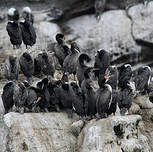 Cormoran de Bougainville