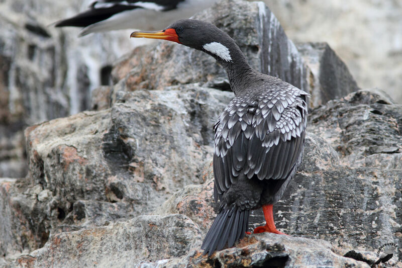 Red-legged Cormorantadult, identification