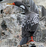 Cormoran de Gaimard