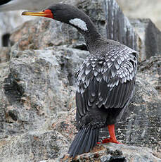 Cormoran de Gaimard