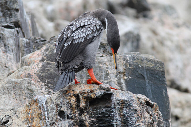 Red-legged Cormorantadult, identification