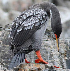 Cormoran de Gaimard